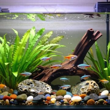 Setting Up a Beginner Aquarium